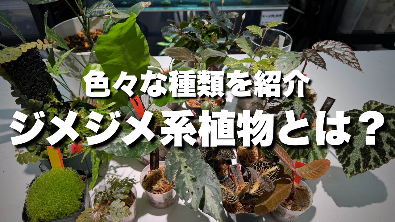 最近よく聞く「ジメジメ系植物」とは？色々なジメジメ系を紹介します