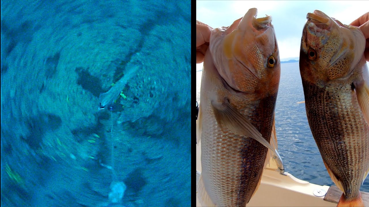 SQUID + ZOKA = DENTEX🎣| LIVE STRIKE