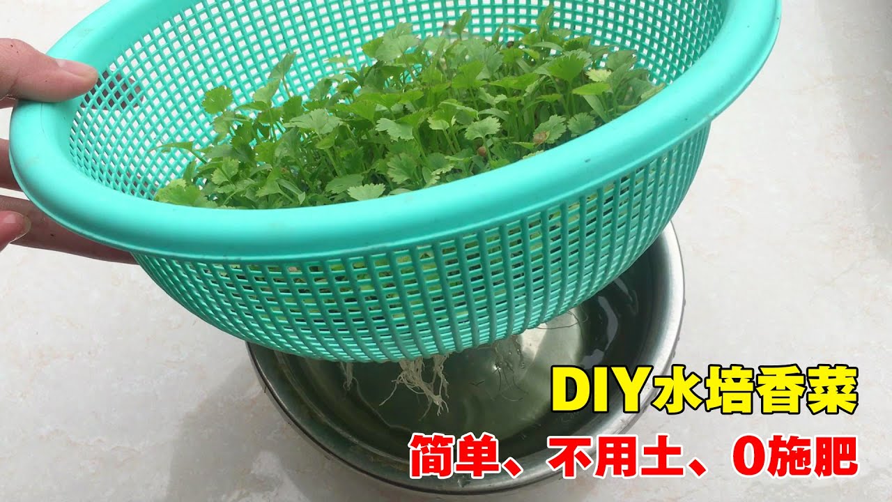 【家庭种植】水培香菜，简单又好玩，30天就可以开始收获|Hydroponic coriander|不用土、不用肥