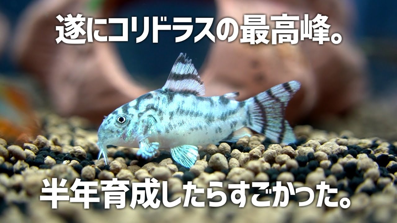 誰もが憧れる至高のコリドラスを遂に購入。半年後の姿が神々しすぎた。コリドラスゼブリーナ #527【アクアリウム】