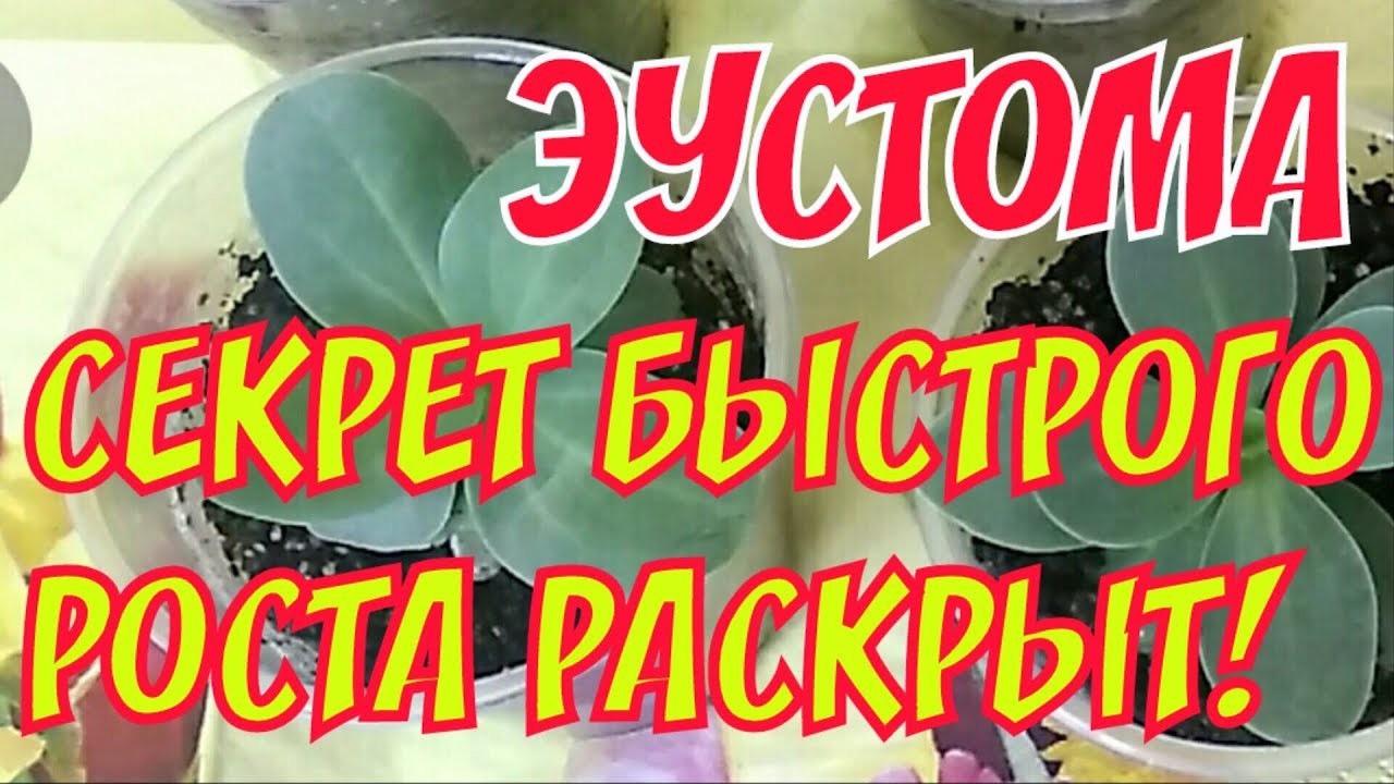 Эустома | Успешный результат реанимации лизиантуса | Секрет для быстрого роста!
