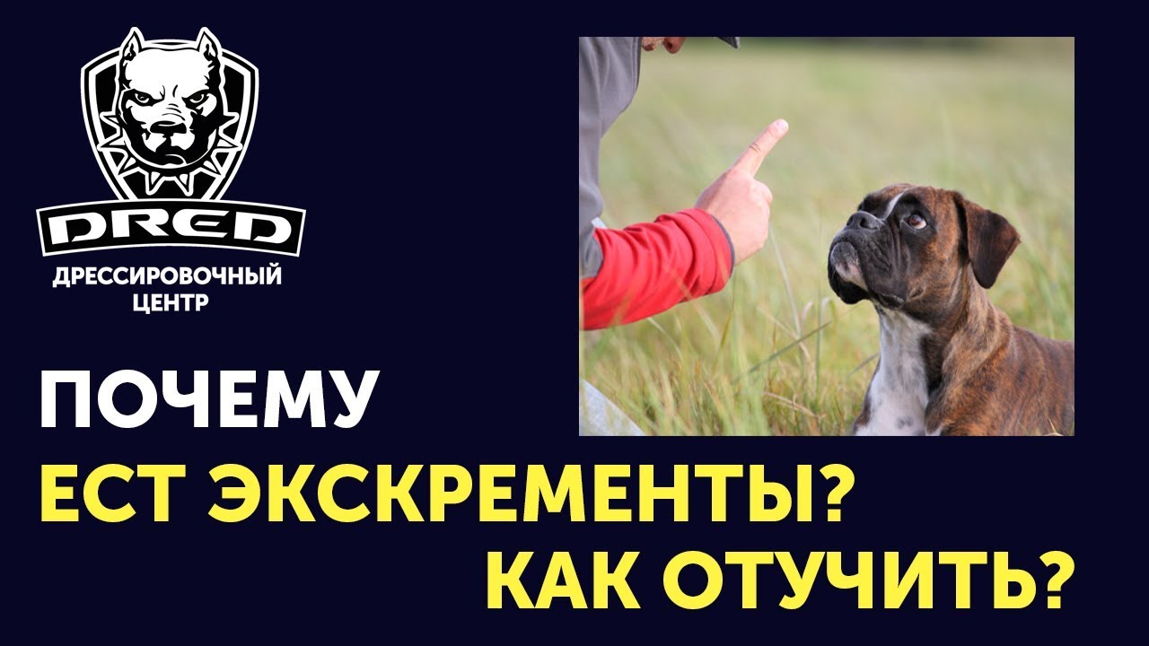 Собака ест экскременты? Как отучить? Почему собака ест кал