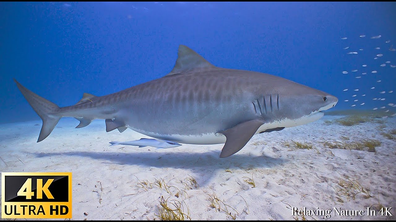 Our Planet | Animals Of Ocean 4K: Shark (4K ULTRA HD) - Scenic Relaxation Film With Calming Music