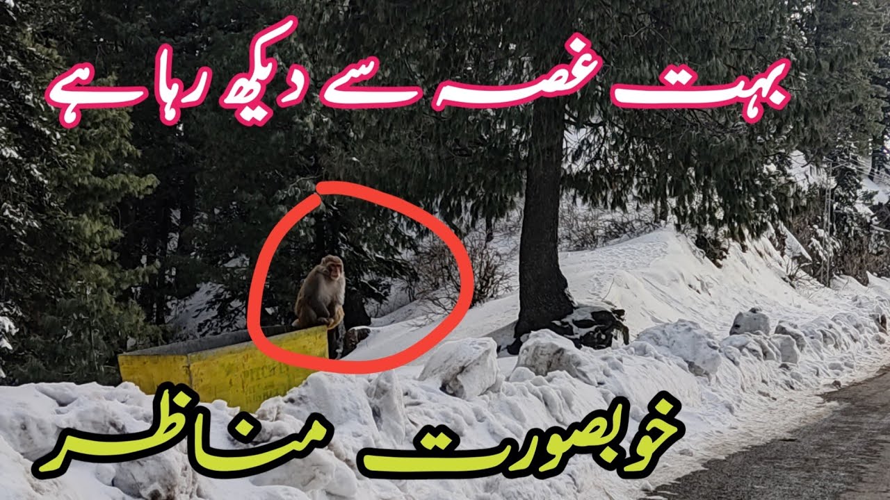 Nathia gali  |Nathia gali today | murree Nathia gali snowfall | Murree snowfall 2024 | murree snow