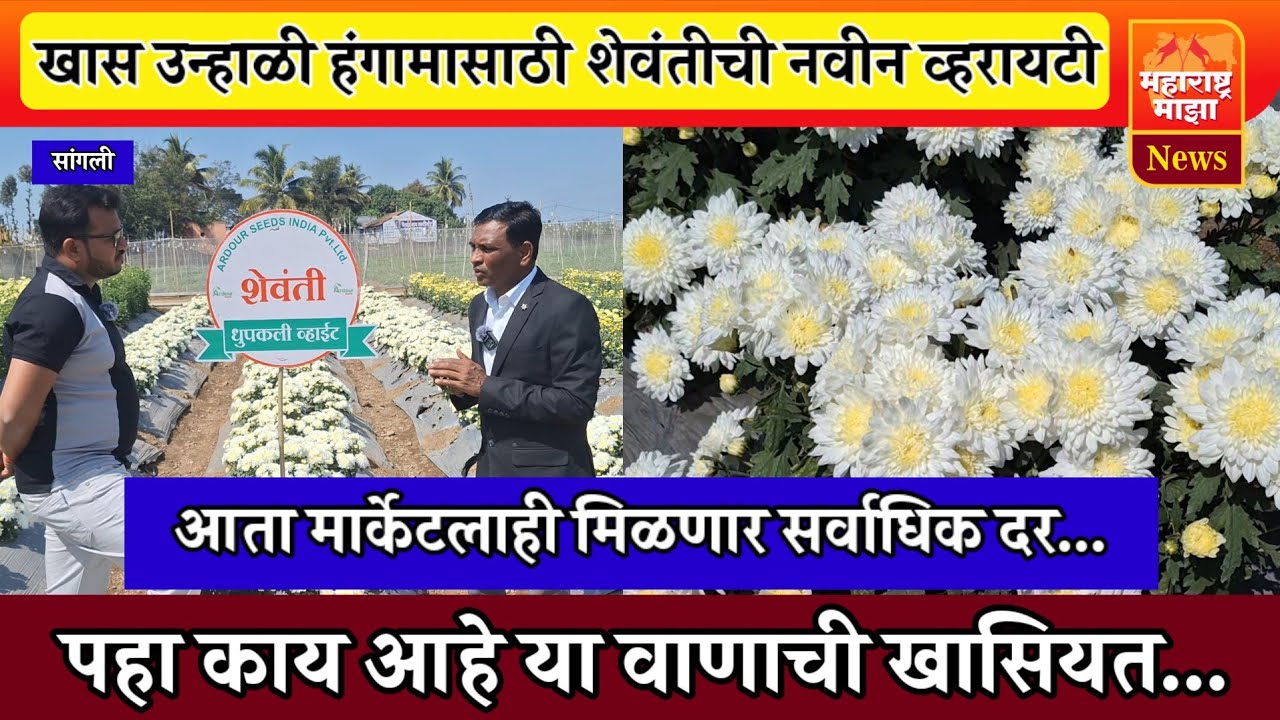 ♦️खास उन्हाळ्यासाठी शेवंतीची नवीन व्हरायटी ! कडक उन्हातही टिकतं फुल, बाजारात मोठी मागणी...