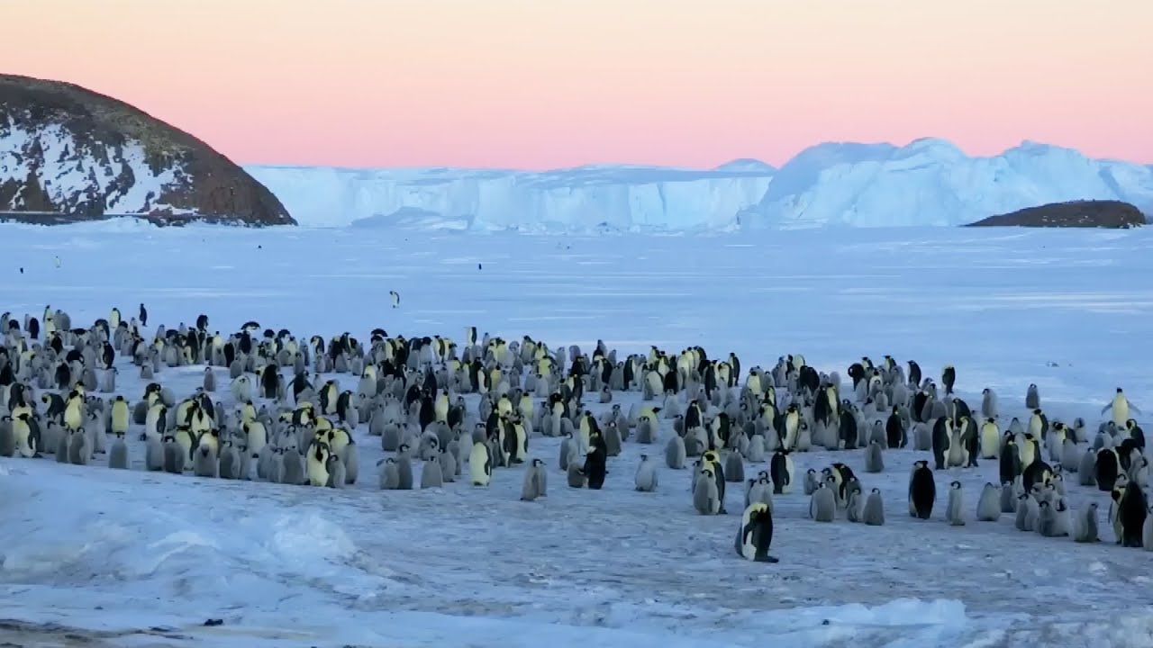 A Snowy Safari with Winter Wildlife | BBC Earth