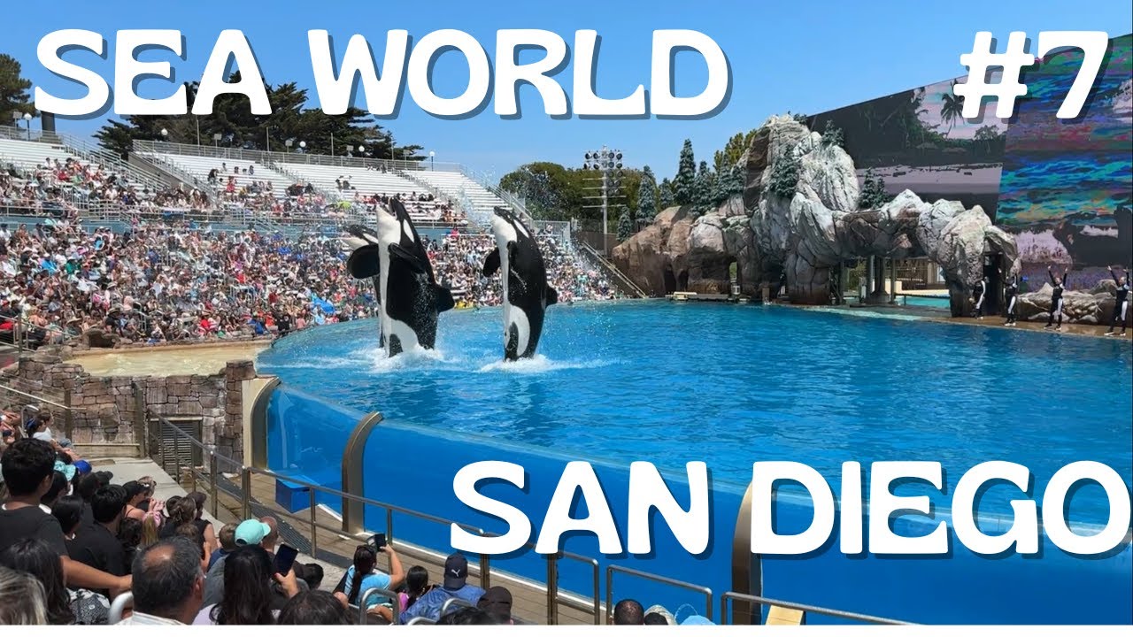 SeaWorld w San Diego – orki, rekiny i plaża Mission Beach 🐋