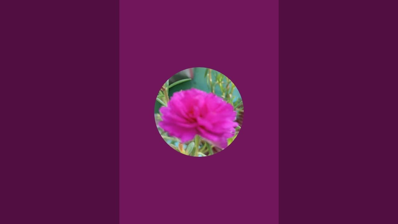 Tusu chakraborty  is live