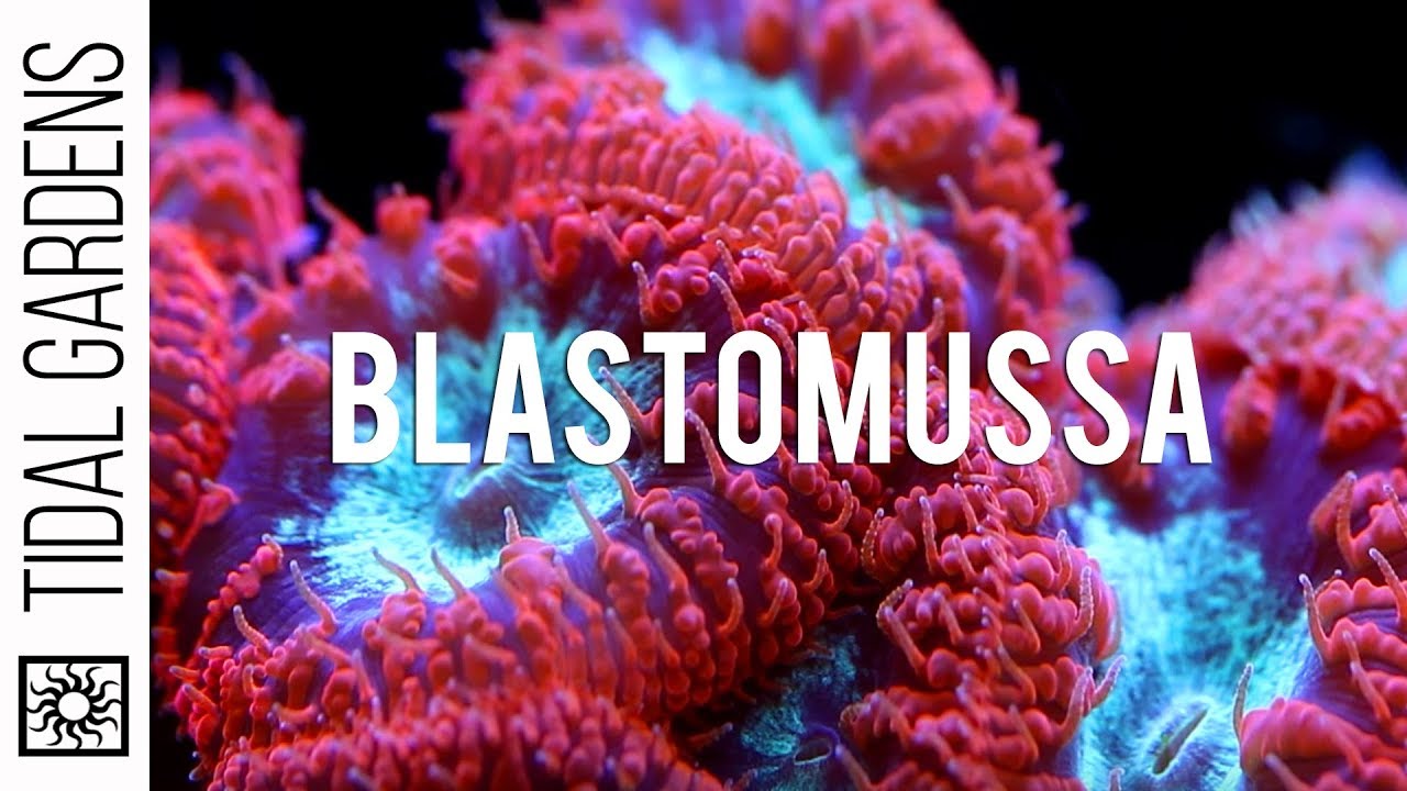 A secret crush on Blastomussa Pineapple Corals