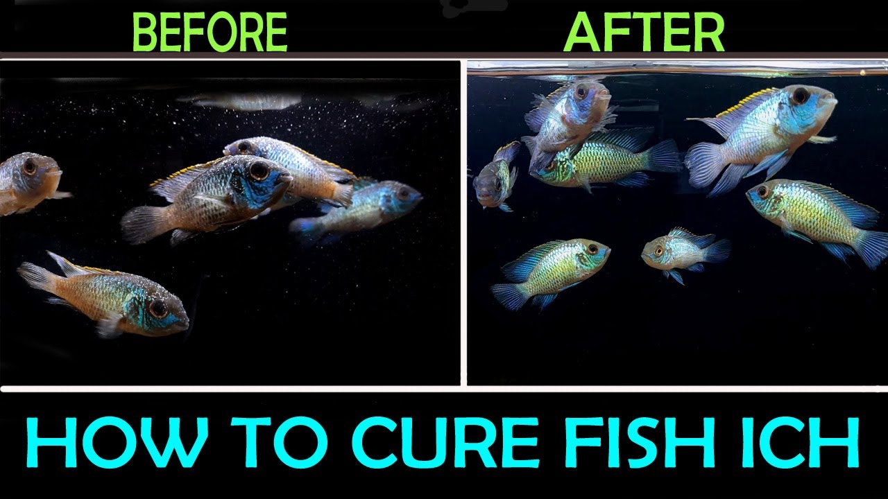 How To Cure Ich On Fish | White Spot Disease And Treatment
