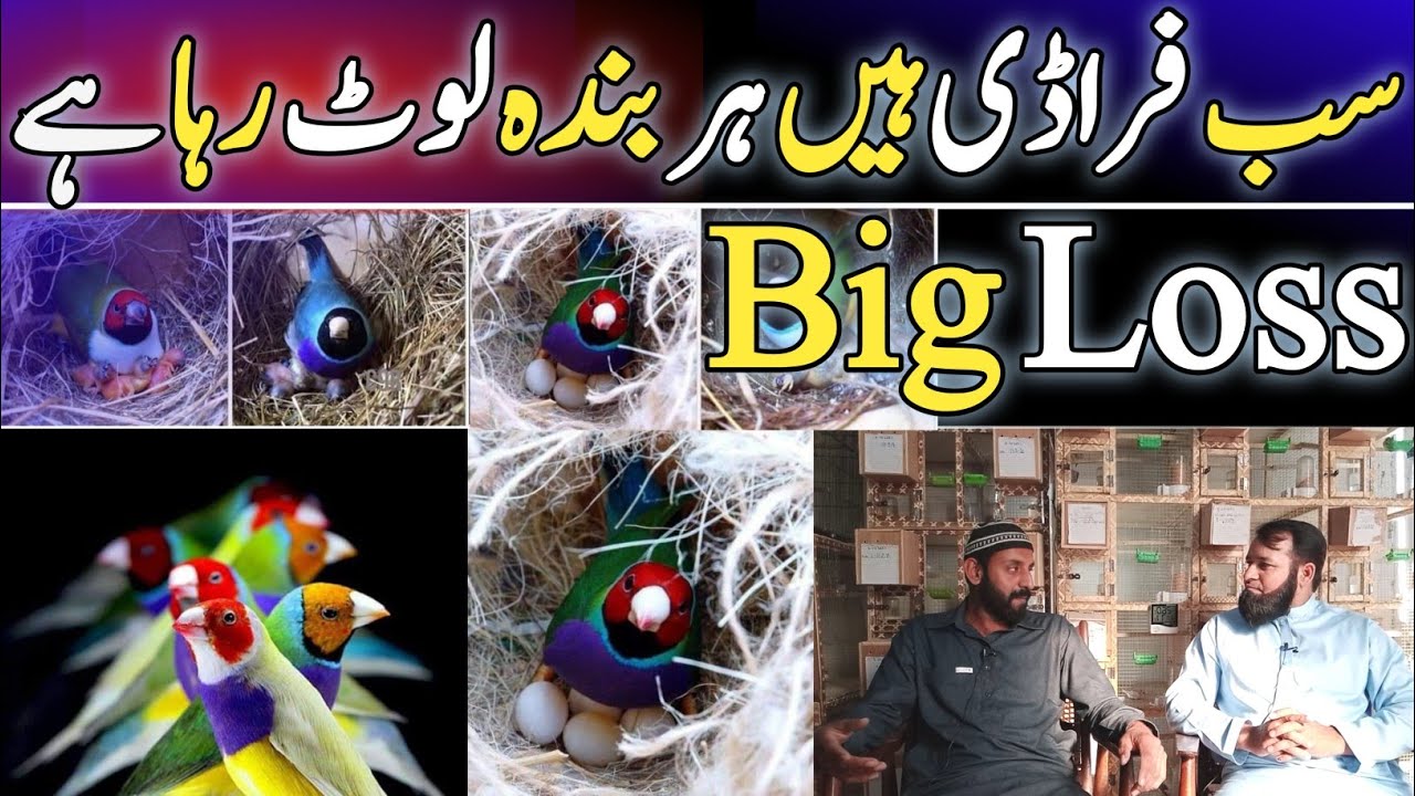 How To Start Gouldian Finch Farming | Complete Information Of Golden Finch | Finch Business In Pak