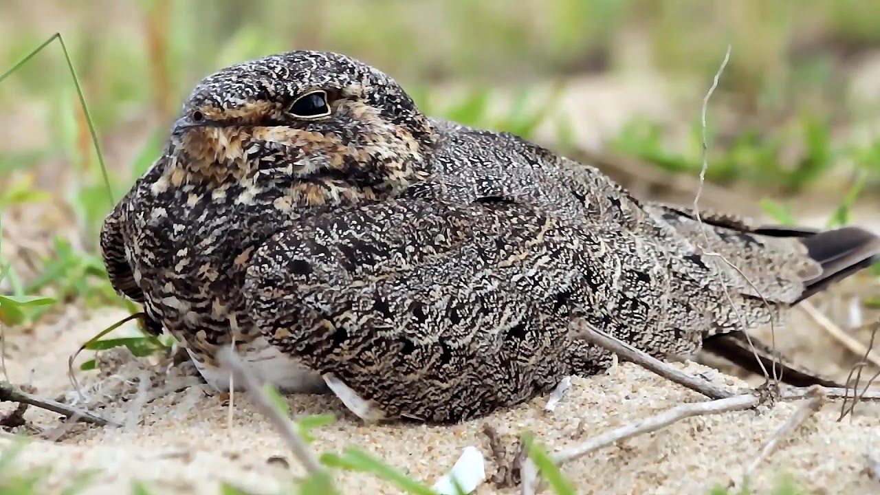 Coruc&atilde;o (Nacunda Nighthawk - Podager nacunda) descansando livre na foz do rio Tijucas - 06/05/2018