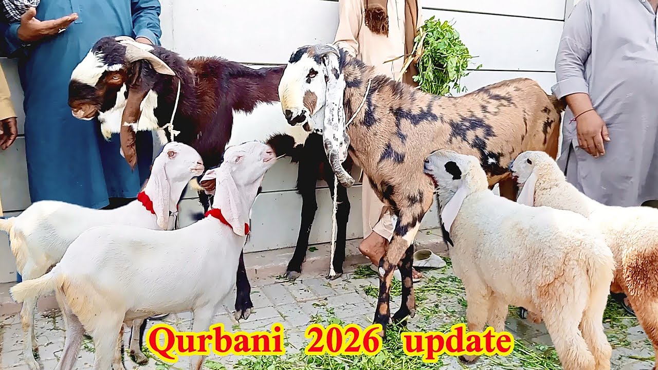 Qurbani 2026 Lahore Mandi desi bakre aur dumbbe Rajan puri bakre makkhi chini bakre desi chatrie 