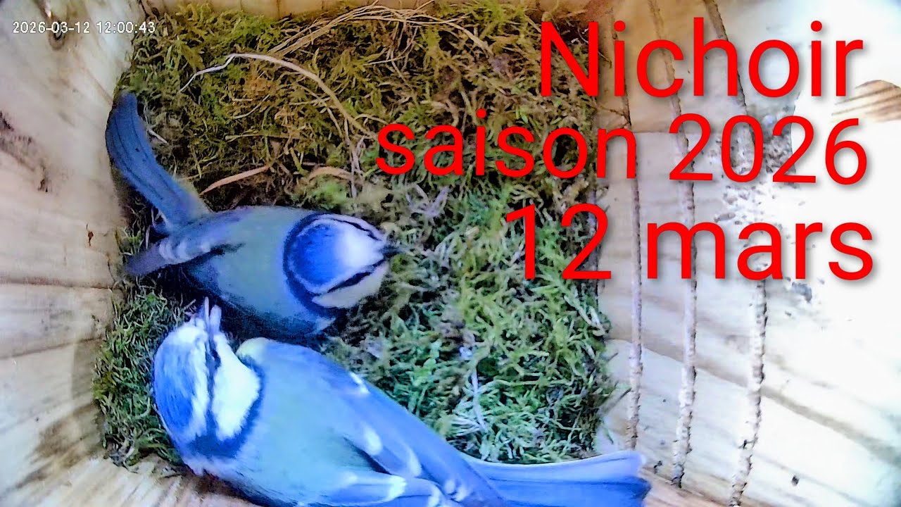 Nichoir saison 2026: 12 mars nidification des mésanges bleues #nichoir #nature #birds