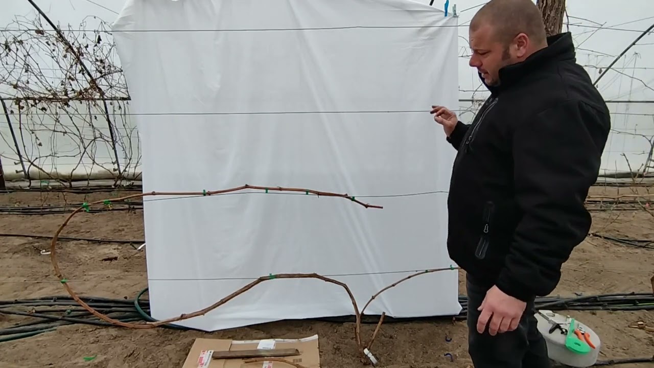 Különleges metszésmód csemegeszőlőben! Vesszők begyűjtése a videó végén nyereményjáték!