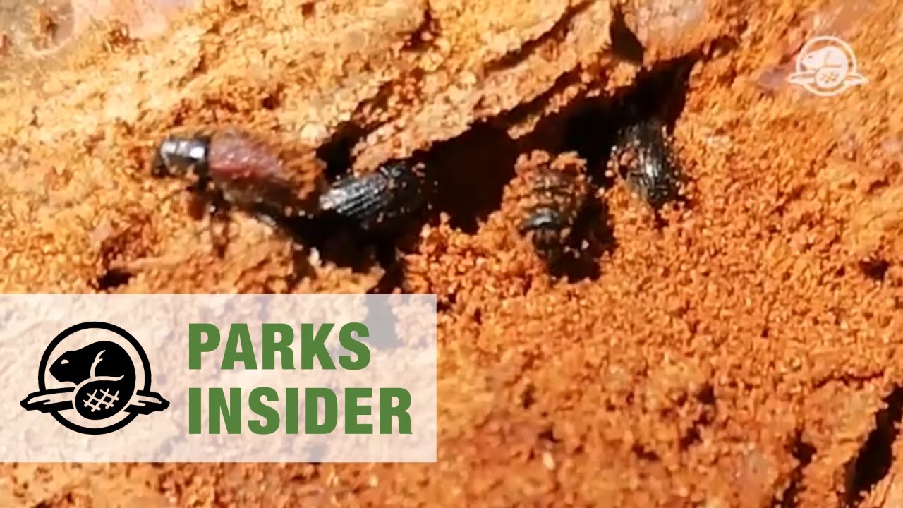 Spruce bark beetle in Kluane National Park and Reserve
