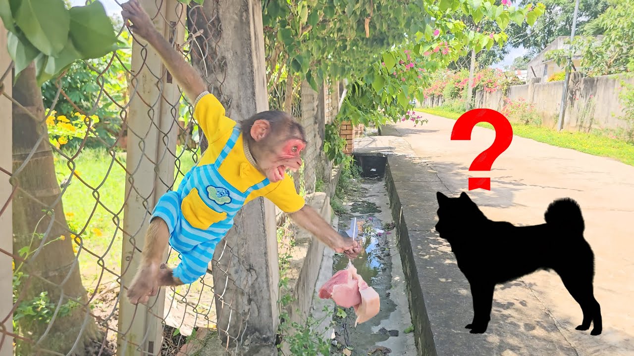 Smart Monkey SU protects his piece of meat in the most special surprising way BUT...