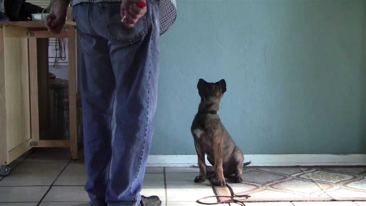 Clicker training a 13 week  old Dutch Shepherd X Belgian Malinois Puppy
