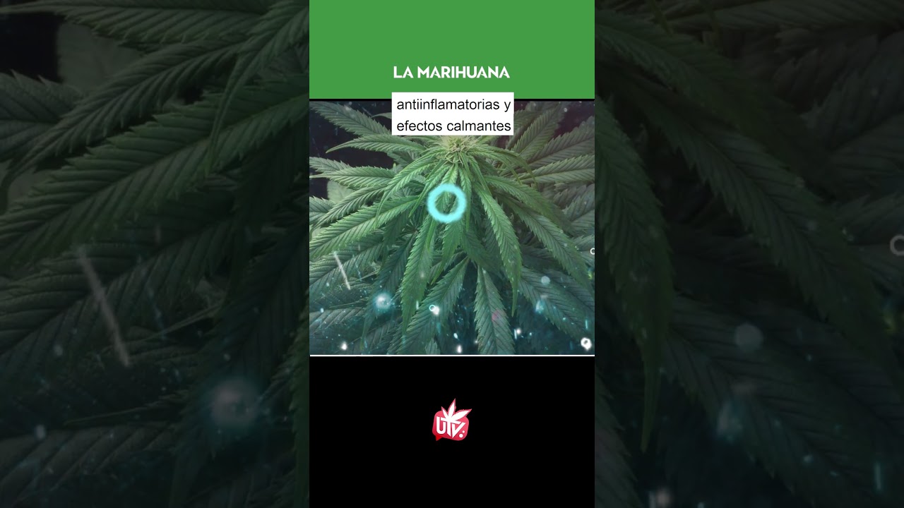 5 VARIEDADES MEDICINALES muy conocidas ✔