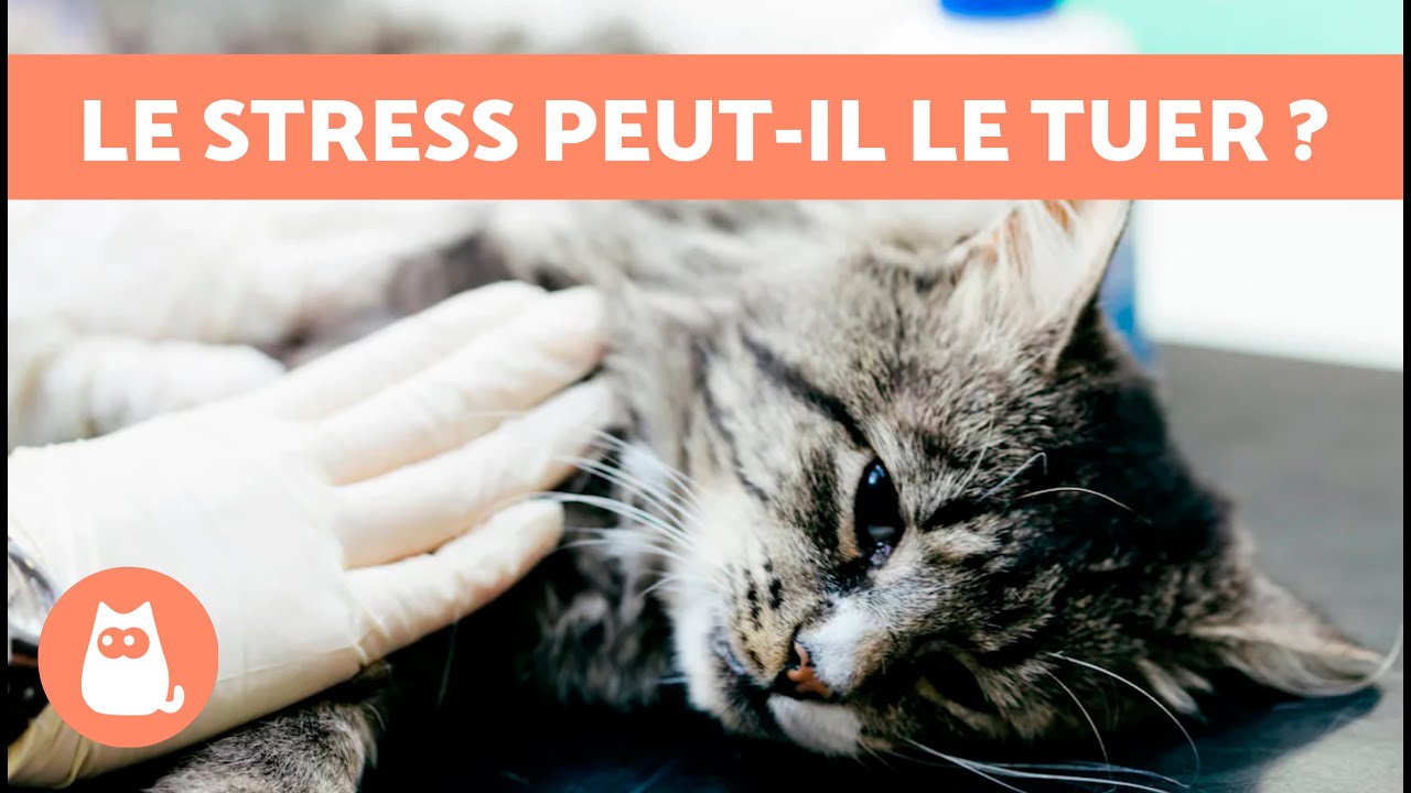 Un CHAT peut-il MOURIR à cause du STRESS ? 😿 CAUSES et COMMENT L'ÉVITER