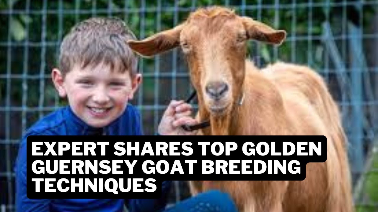 Expert Farmer Shares Top Golden Guernsey Goat BREEDING Techniques