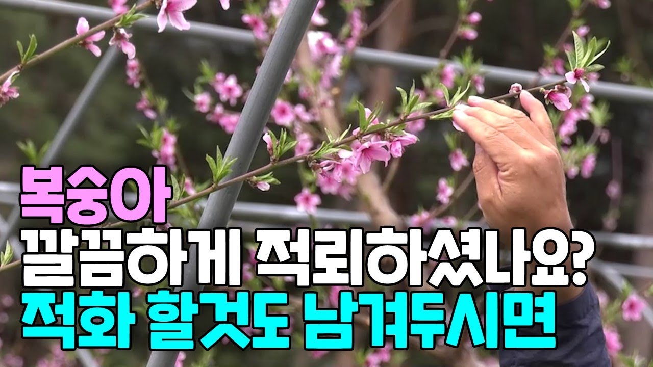복숭아 개화기 과원관리, 깔끔하게 적뢰하셨나요? 적화 할것도 남겨두시면..