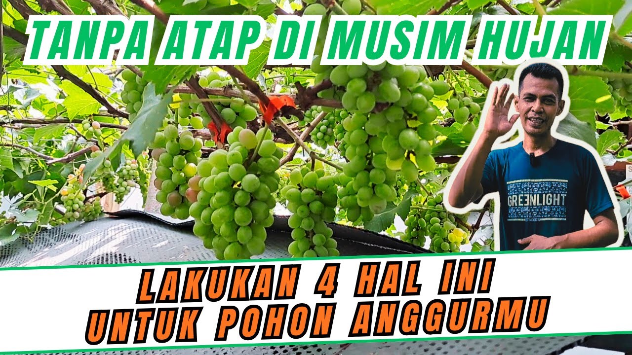 DIINGETIN LAGI NIH‼️ LAKUKAN 4 HAL YANG BIKIN POHON ANGGURMU SELAMAT DI MUSIM HUJAN TANPA ATAP UV