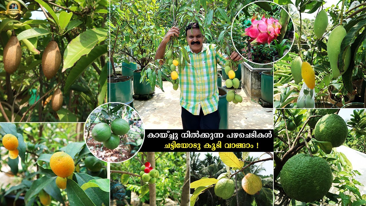 കായ്‌ച്ചു നിൽക്കുന്ന വിദേശ ഇനം പഴചെടികൾ ചട്ടിയോടുകൂടി വാങ്ങാം!Exotic fruits farming | Terrece Garden
