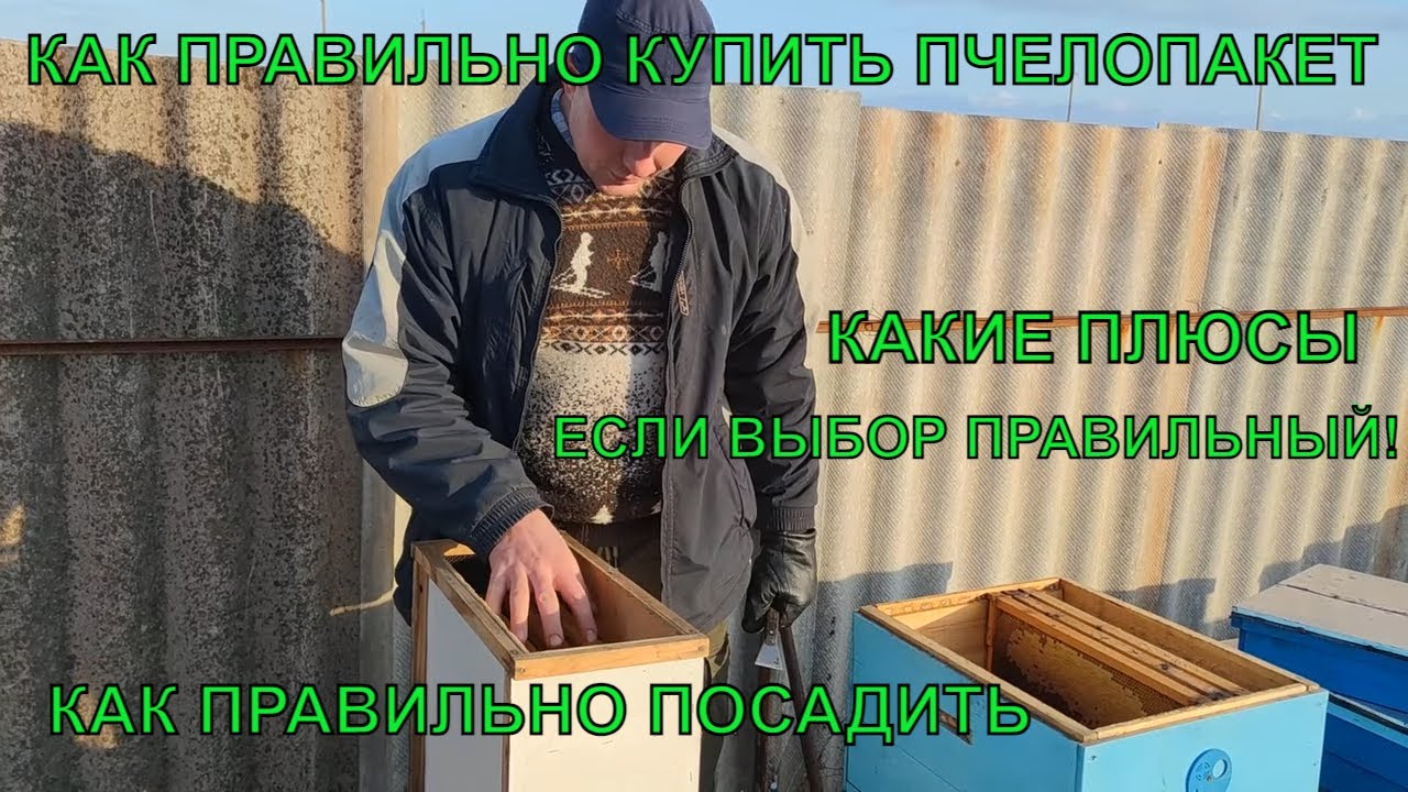 Пчеловодство для начинающих как правильно купить пчелопакет и как правильно его посадить ✅☝️💡