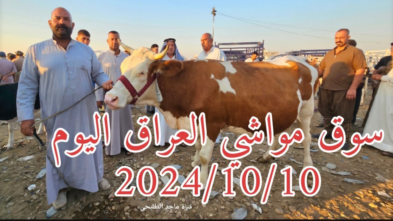 #سوق_المواشي في العراق سوق محافظة ديالى وسط العراق