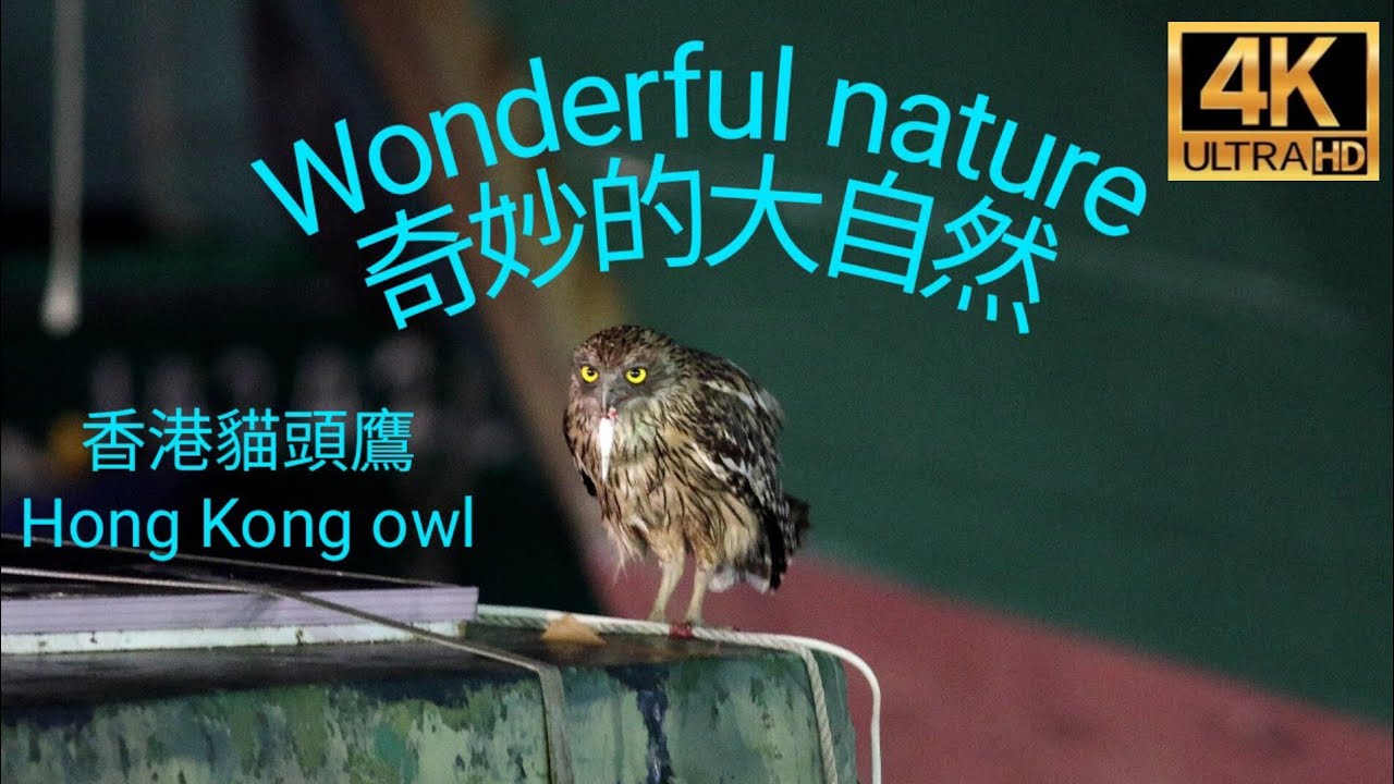4K movie 奇妙的大自然：香港貓頭鷹 Wonderful nature: Hong Kong Owl 香港フクロウ