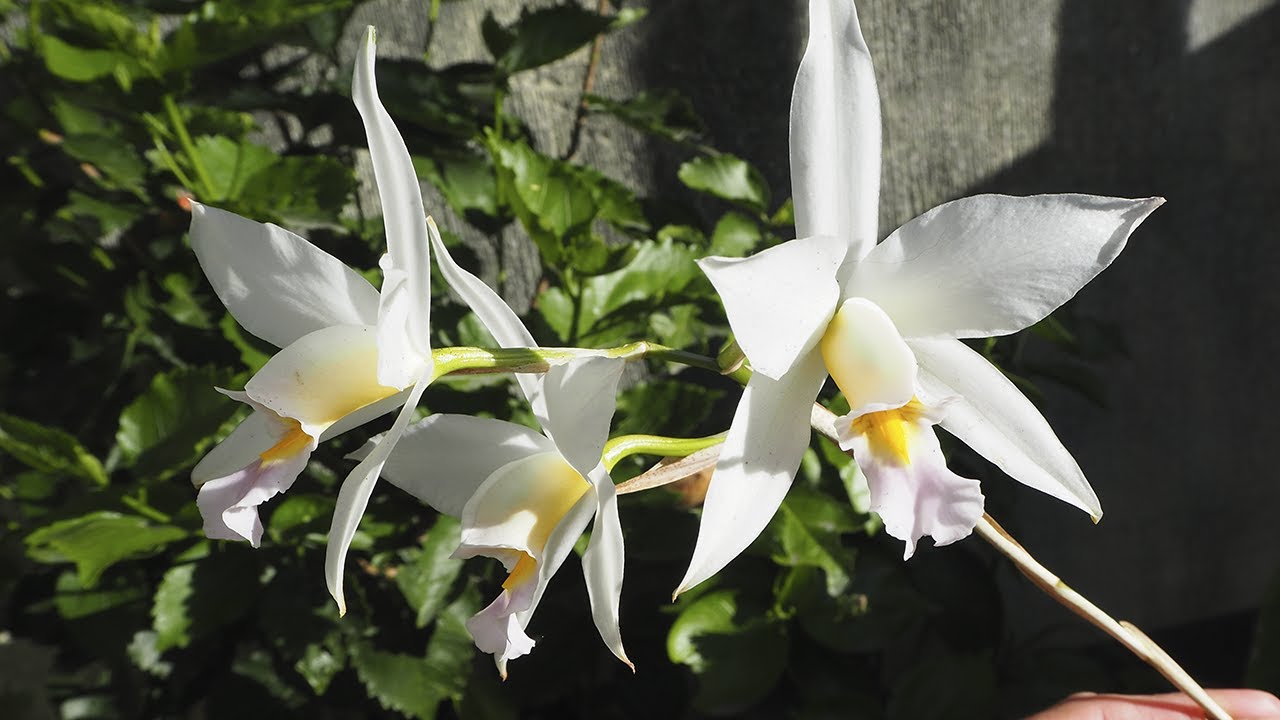 Laelia anceps var. carnea