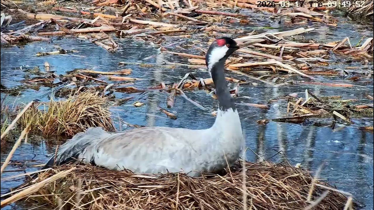 🥚🥚Grus grus - Żuraw - 17 03 2026