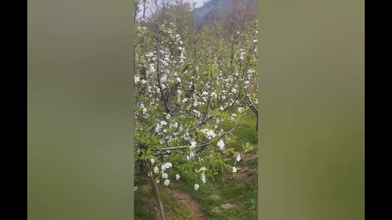 Matric Pass  kashmiri Song