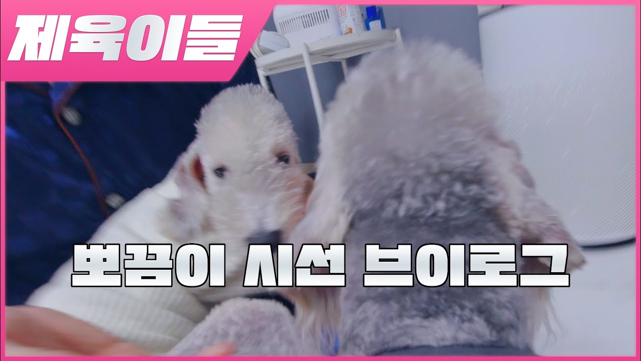 [제육이들] 뽀끔이 시선 브이로그