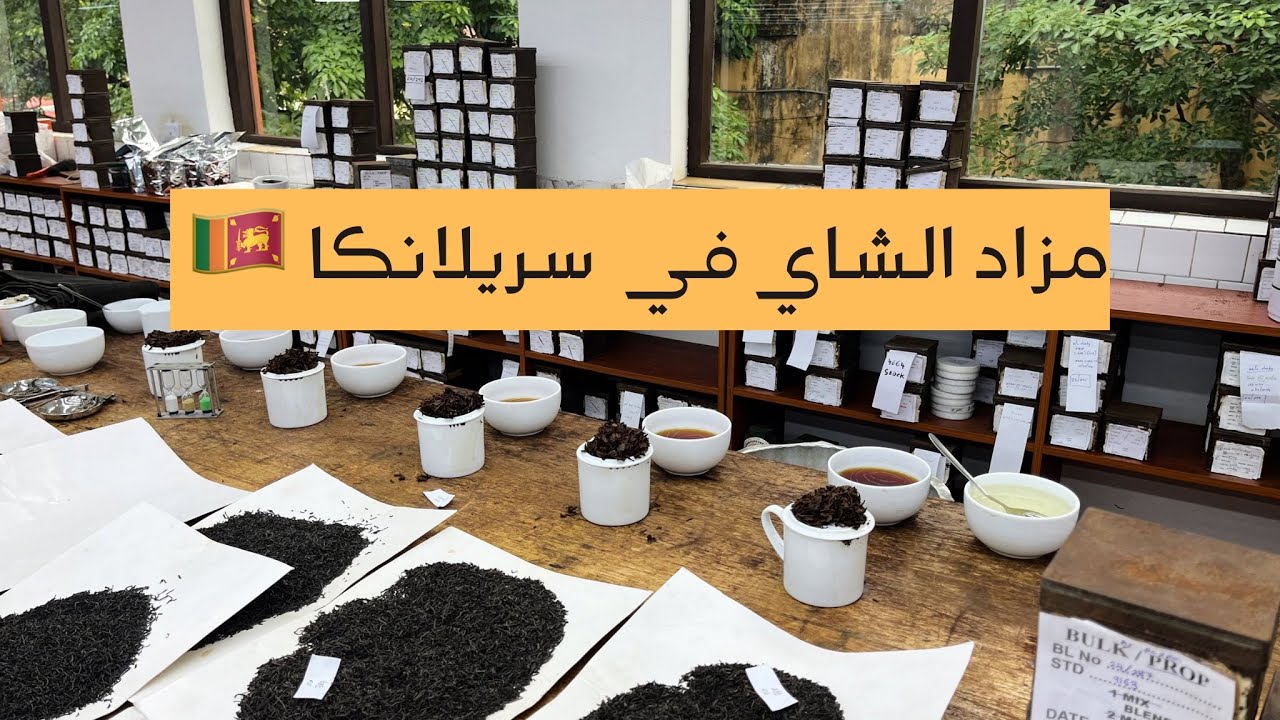 Tea auction in Sri ￼Lanka |🇱🇰 مزاد الشاي في سريلانكا