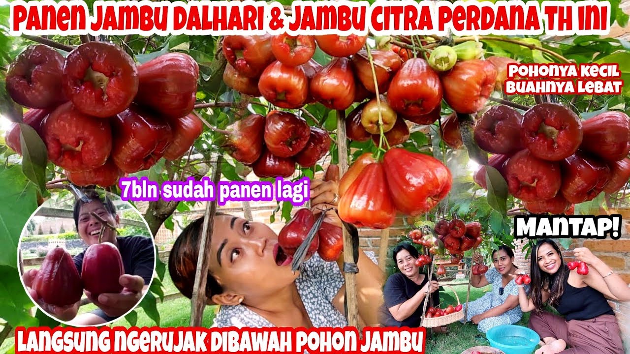 PANEN JAMBU DALHARI DAN JAMBU CITRA PERDANA TAHUN INI || LANGSUNG NGERUJAK DI BAWAH POHON JAMBU