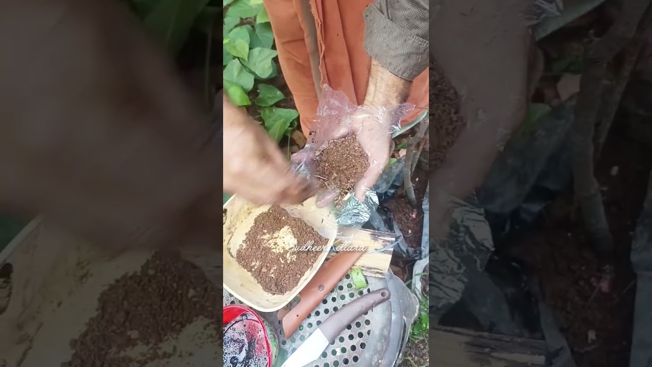 air Layaving ദൽഹിരി ചാമ്പ