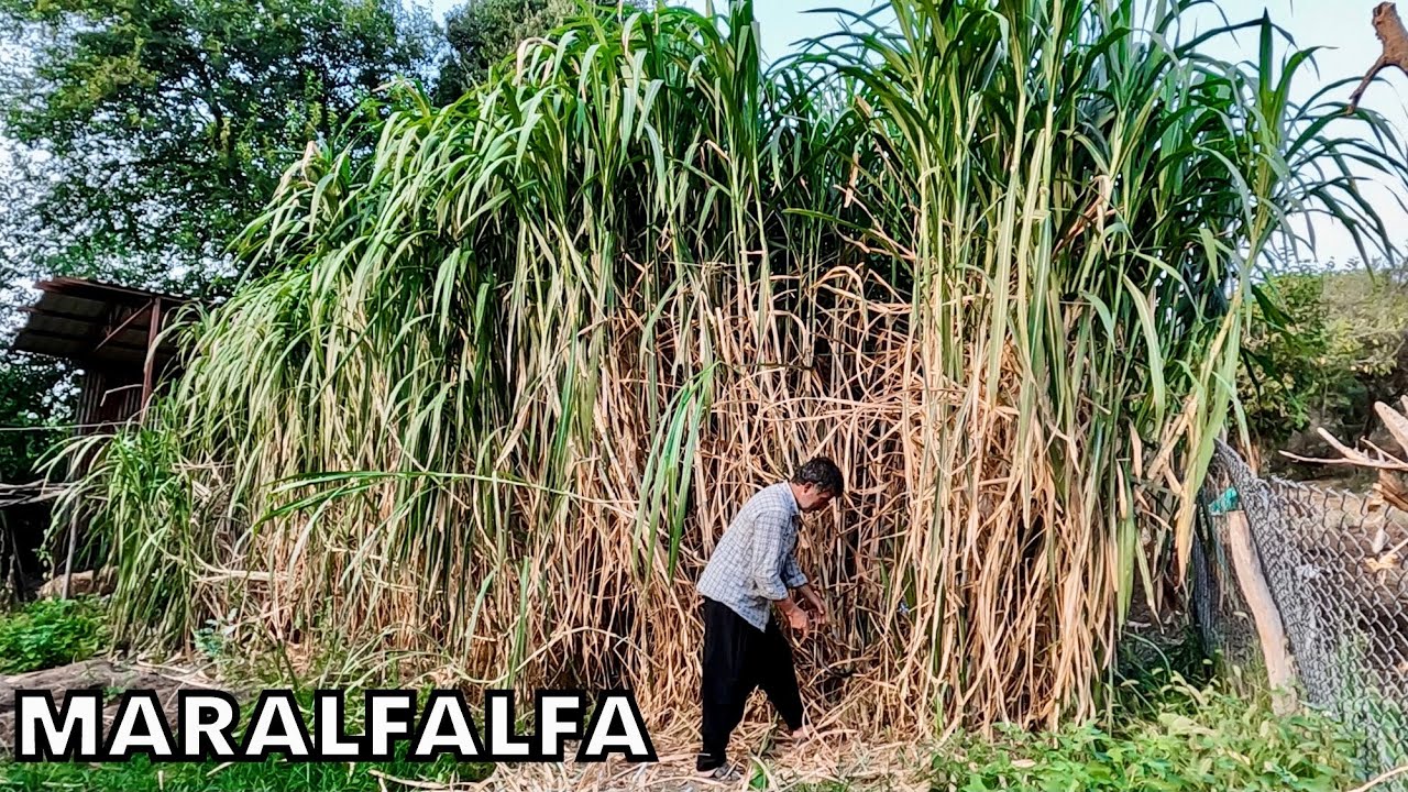 Maralfalfa Nedir? 🌱 Dekara Rekor Verim Veren Yem Bitkisi!