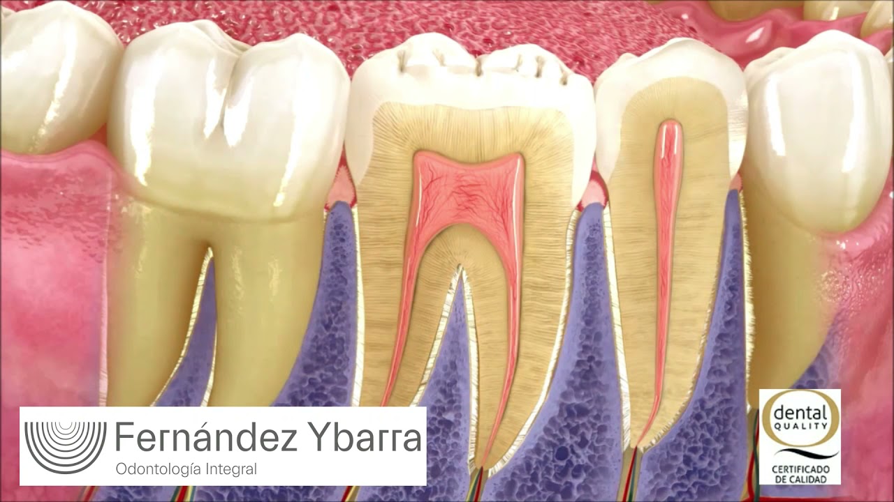 EL PERIODONTO