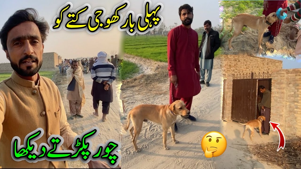 Pehly Baar Khoji Kuttay ko Chor Pakrty Dekha 🤔 || khoji kutta || mahar Zada