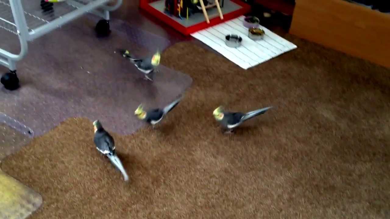 Cockatiels gone wild.