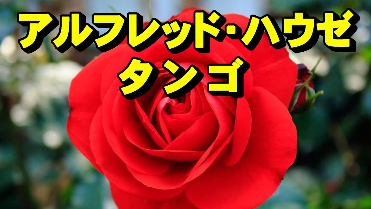 アルフレッド•ハウゼのタンゴ　高音質CD音源