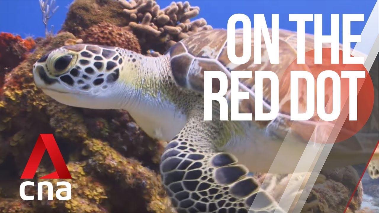 CNA | On The Red Dot | S7 E19 - Chef Mission: The Singaporean saving sea turtles in Malaysia