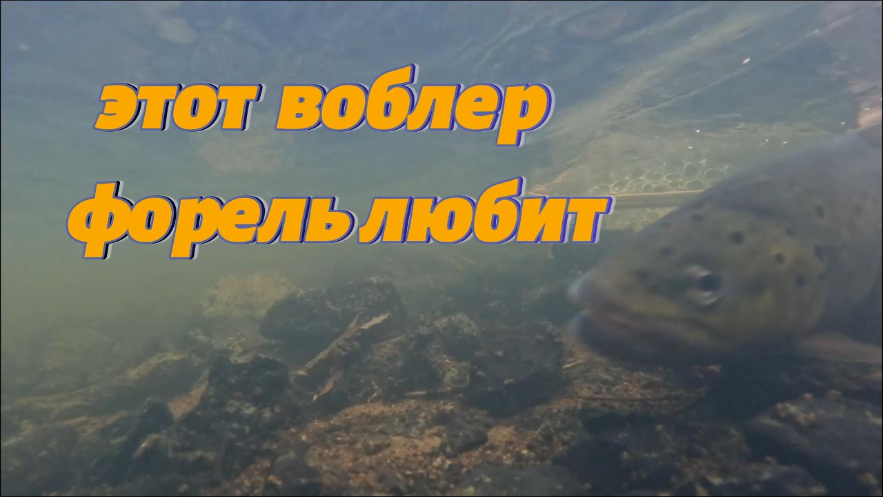 Этот воблер форель любит
