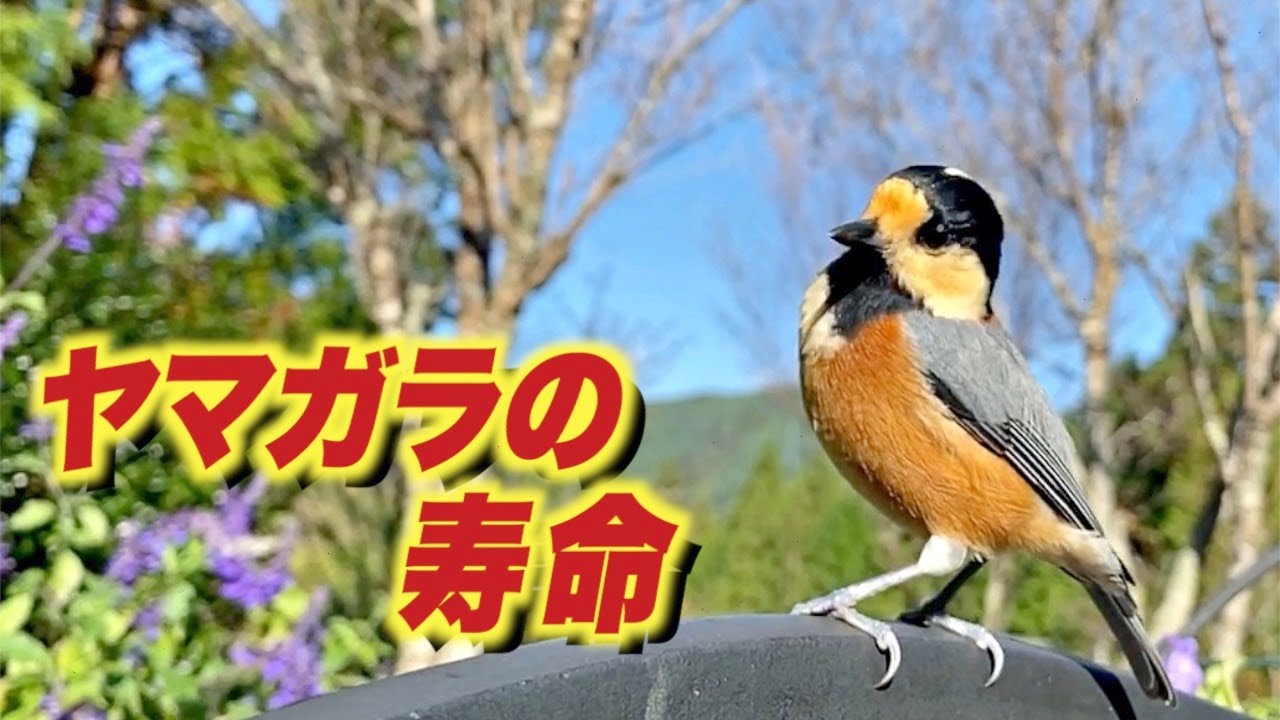 ヤマガラの寿命〜ほかの小鳥より長生きするのはなぜ？