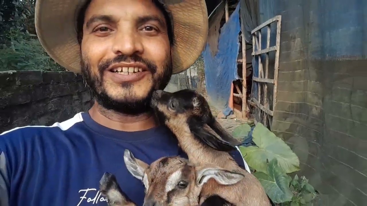 মা ছাড়া ব্ল্যাক বেঙ্গল ছাগলের দুইটা বাচ্চা কি ভাবে বেচে আছে।