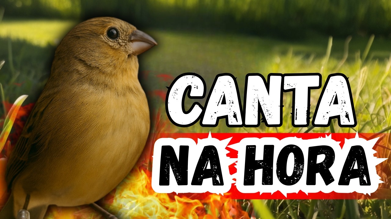 Fêmea de Coleiro Para Esquentar Coleiro Tui Tui Chamando Sem Parar
