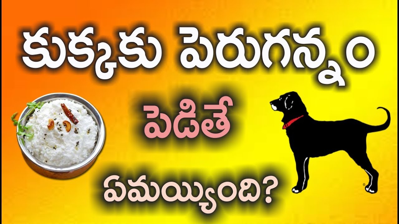 కుక్కకు పెరుగన్నం పెడితే ఏమయ్యింది?