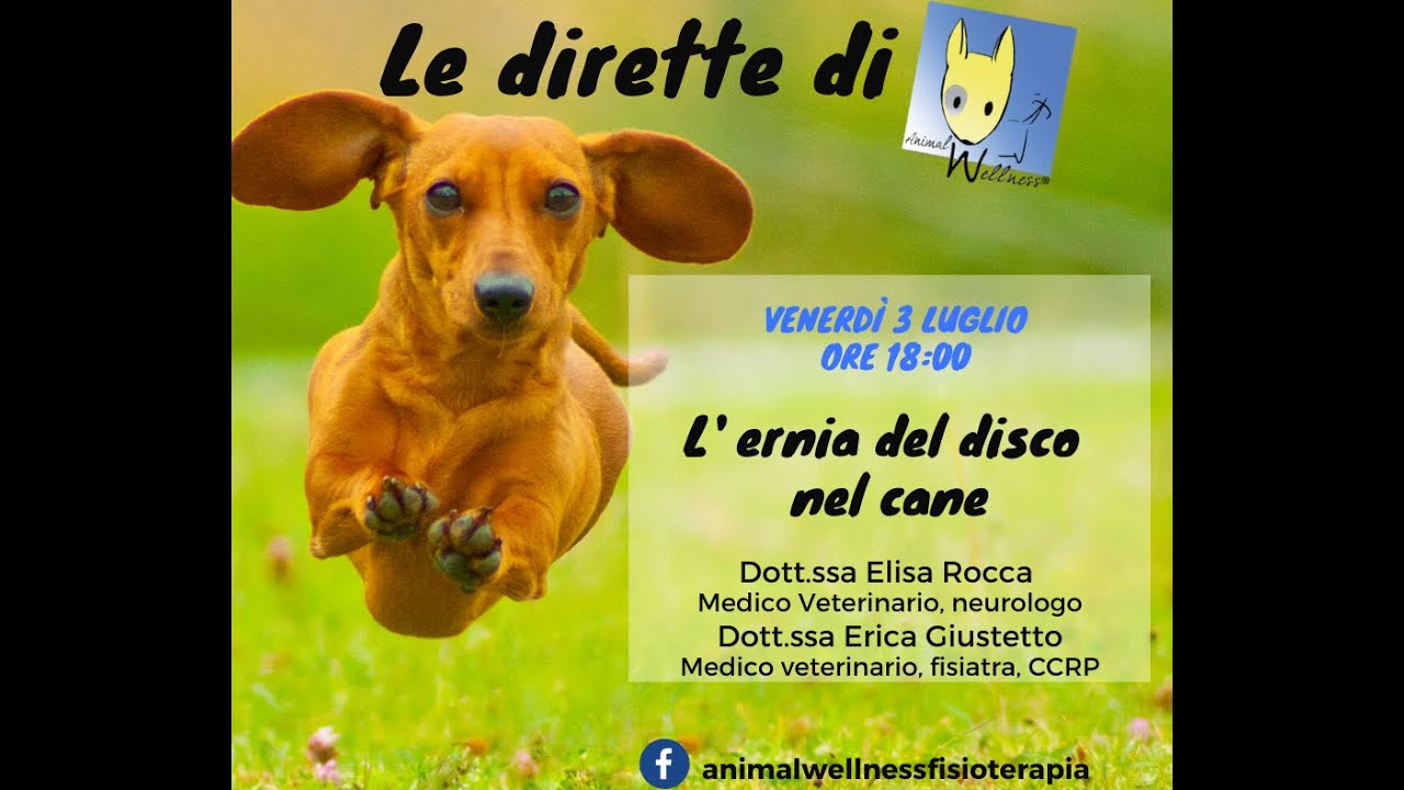 L'ernia del disco nel cane